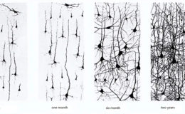 Neurons before age 3