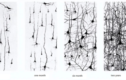 Neurons before age 3